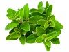Ofrecemos una amplia gama de productos, desde las especias y hierbas más tradicionales hasta las más exóticas, para que puedas darle a tus platos un aroma y sabor único e inolvidable.