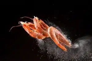 polvo de gambas