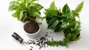 plantas con granos de pimienta negra. Descubre los 7 Usos inesperados de la pimienta negra fuera de la cocina