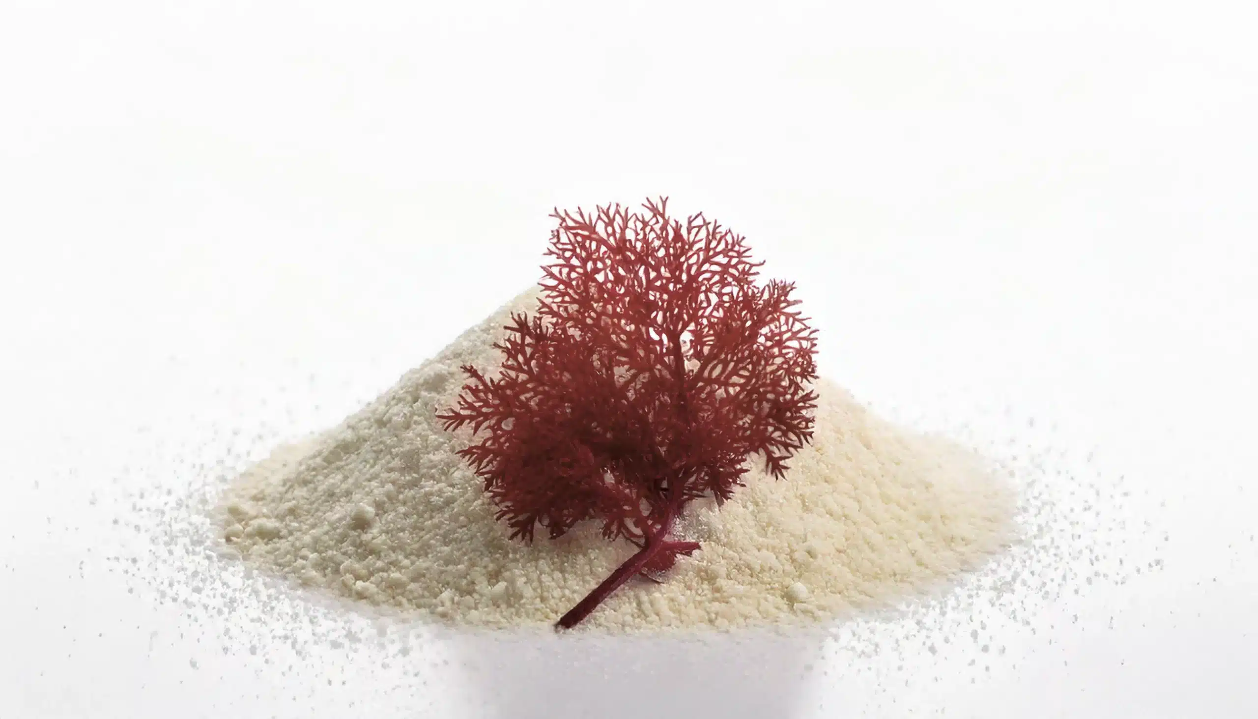 una pila de gelificante de color blanco (carragenano) con un alga de la familia Rhodophyceae